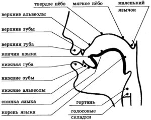 рисунок профиль органов артикуляции