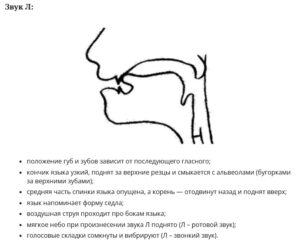 Артикуляционный уклад звуков Л